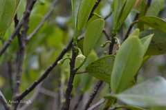 Erythroxylum obtusifolium